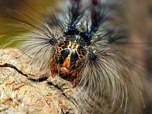 Makrofotografia przyrody